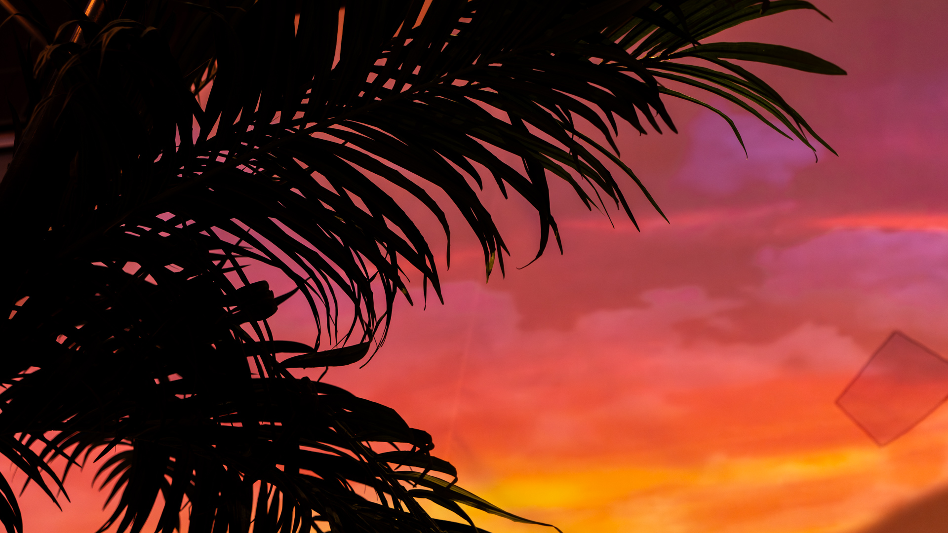 Silhouette of palm leaves in the foreground with a vibrant sunset sky in shades of orange, pink, and purple in the background.